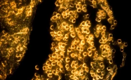 Oamenii de știință au dezlegat misterul formării zăcămintelor de aur