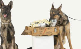 A fost lansată campania Echipele canine ale Vămii Siguranță la frontiere