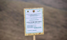 В селе Хилиуцы Рышканского района появится новый лес