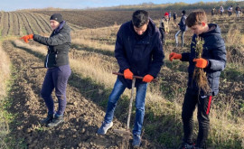 Министерство окружающей среды отложило начало весенней кампании по облесению