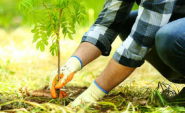 Кампания по лесонасаждению продвигается в специальном филателистическом выпуске