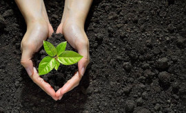 Министр экологии в Молдове тревожно низкий уровень облесения