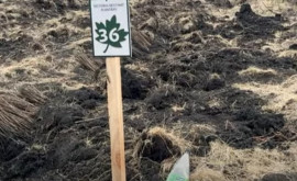 Поколение леса оставило после себя мусор в Жямэне