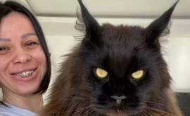 Гигантский мейнкун из Молдовы стал мировой звездой соцсетей