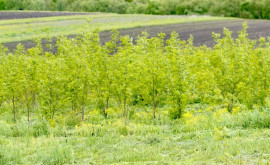 Облесение уязвимых земель примеры передовой практики в Единцах