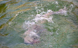 Scafandrieri și salvamari își testează abilitățile în cadrul unei competiții anuale la Vatra