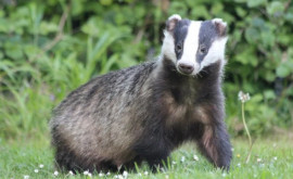 Un bursuc a avut nevoie de intervenția salvatorilor la Bălți