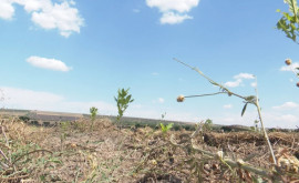 Засуха сорвала лесовосстановление в Мэлэештах Министерство окружающей среды оценит ситуацию