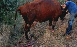 Agitație rurală în Transnistria a fost nevoie să fie salvată o vacă