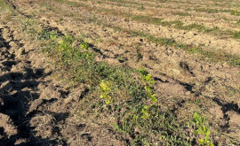 В одном из сёл Оргеевского района провалилась кампания по лесовосстановлению