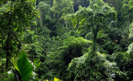 Исследование Молодеющие тропические леса угрожают климату Земли