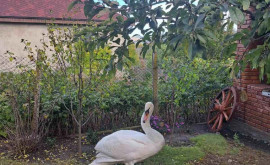 La Orhei o lebădă rătăcită a fost salvată de inspectorii de mediu