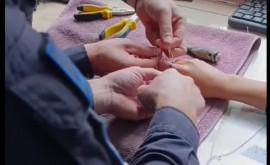 Cazuri neobișnuite la Călărași salvatorii intervin pentru a salva copiii