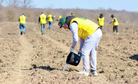 Лишь 11 территории Молдовы покрыто лесами власти обещают серьёзные перемены