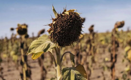 Schimbările climatice amenință Moldova ONU lansează o campanie națională de informare