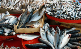 În Moldova este exclus riscul îmbolnăvirii în urma consumului de pește VIDEO