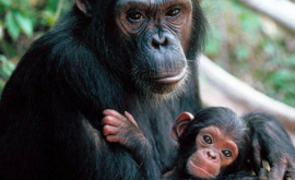 60 видов обезьян находится на грани вымирания 