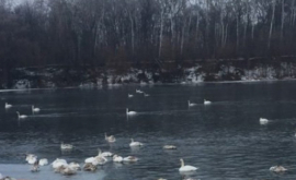 На Днестре найдены мертвыми несколько десятков лебедей