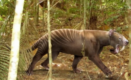 Найдена причина вымирания древних гигантских животных
