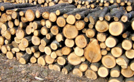 Prinși la tăiat lemne fără autorizație