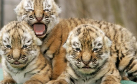 Trei pui de tigru din India cresc alături de o mamă din plastic