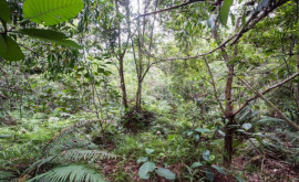 В джунглях Брунея замаскировались 12 британских солдат