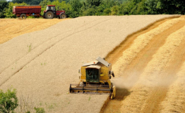 Молдова и Венгрия расширят сотрудничество в сельском хозяйстве