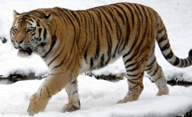 Амурские тигры поймали и разорвали снимавший их дрон ВИДЕО
