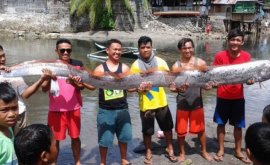 Очередные странные морские существа на берегах Филиппин ФОТО