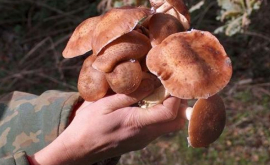 В 2016 году значительно возросло число отравлений грибами