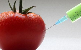 Какие риски несут ГМО
