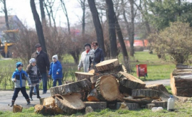 La Chișinău continuă defrișarea în masă a arborilor VIDEO