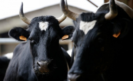 Turcia a expulzat 40 de vaci olandeze pe fondul scandalului diplomatic