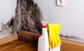 Cum putem evita apariția mucegaiului în locuințe
