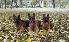 Собаки пограничной полиции получили высокую оценку на международной выставке