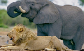 14 lei contra unui singur elefant O luptă cu un final neașteptat VIDEO