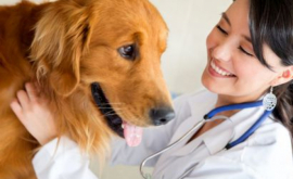 Guvernul a aprobat proiectul legii cu privire la medicamentele de uz veterinar