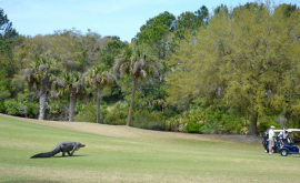 Imagini incredibile Un aligator intră pe teren în timpul unui turneu de golf VIDEO