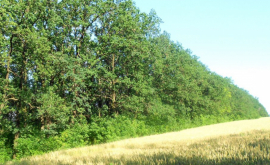 Moldsilva În 2016 volumul lemnului de lucru recoltat a crescut