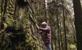 Этот мужчина спасает самые огромные деревья на планете
