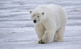 На белых медведей наденут ошейники для наблюдения за миграцией