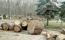 Despădurirea din sectorul Rîșcani sub supravegherea Fondului EcoDava DOC