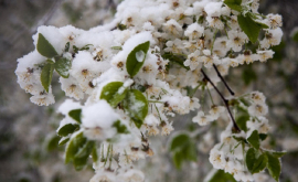 Recomandări privind protecţia plantelor afectate de ninsori 