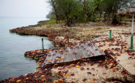 O plajă din Cuba a fost invadată de milioane de crabi FOTO