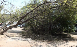 Улицы завалены деревьями несмотря на заверения примэрии ВИДЕО ФОТО