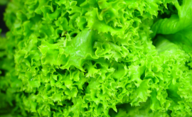 Салат латук выращиваемый в теплицах полон пестицидов АЗПП