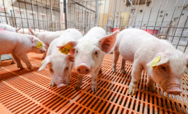 В Молдове снова обнаружено два очага африканской чумы свиней