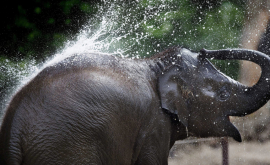 Un elefant a făcut duș la o spălătorie auto din Cernăuţi VIDEO 