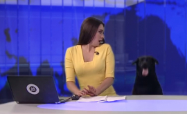 Surpriză la TV Un labrador a ieșit de sub masă în emisie directă VIDEO