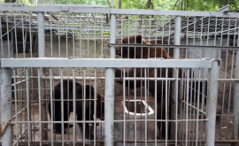 В пригороде Кишинёва устроили концлагерь для животных
